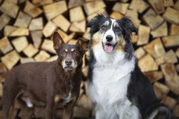 Hundetreffen-Zusammen Gassi gehen-Bild