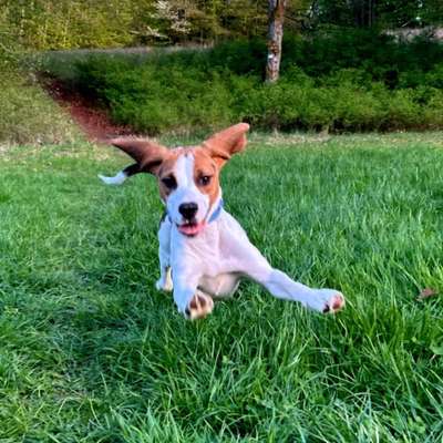 Hundetreffen-Gassirunde mit sir henry-Bild