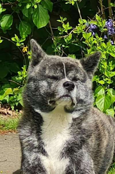 Hundetreffen-Akita-Walk-Bild