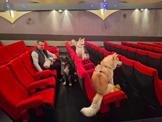 Hunde im Kino – Eure Meinung?-Beitrag-Bild