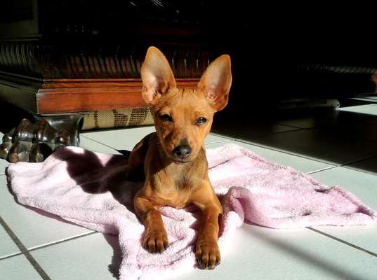 Welpen Bilder !-Beitrag-Bild