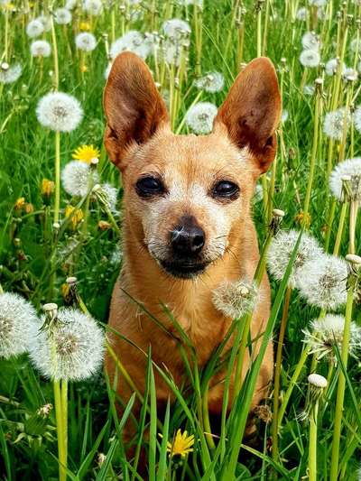 Zeigt mal die schönsten Bilder von euren Hunden !-Beitrag-Bild