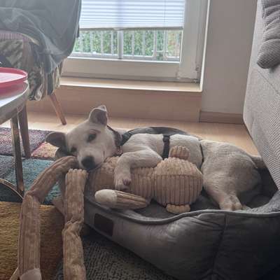 TierschutzhundeStammtisch🐕-Beitrag-Bild