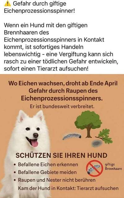 ⚠️🐛 Eichenprozessionsspinner – echte Gefahr für Hunde oder unnötige Panikmache?-Beitrag-Bild
