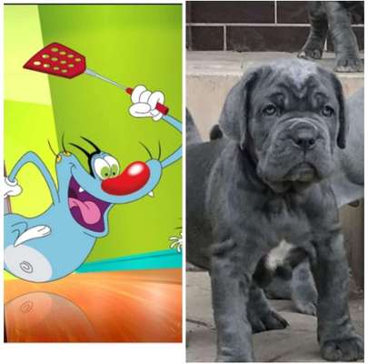 Wie heißt dein Hund?-Beitrag-Bild