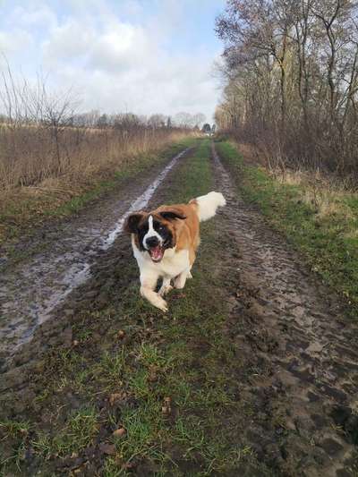 Lustigsten Grimassen von euren Hunden-Beitrag-Bild