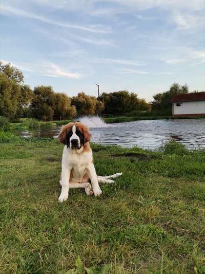 Dogorama Photo Challenge - Tierischer Urlaub-Beitrag-Bild