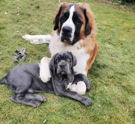 Mehrhundehaltung oder Einzelhund?-Beitrag-Bild