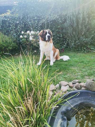 Dogorama Photo Challenge - Steine/Felsen-Beitrag-Bild