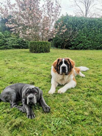 BIG LOVE :) mit 2 Hunden❣️-Beitrag-Bild