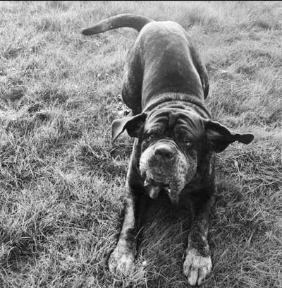 Unsere Fellnasen im Regenbogenland-Beitrag-Bild