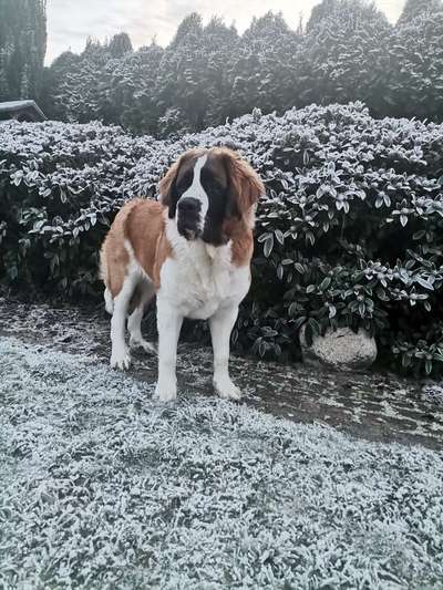 Dogorama Photo Challenge - Es wird nochmal kalt!-Beitrag-Bild