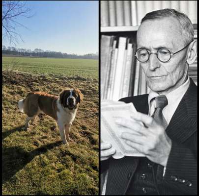 Wie heißt dein Hund?-Beitrag-Bild