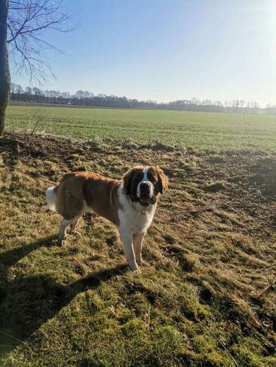 Dogorama Photo Challenge - Der Frühling kommt-Beitrag-Bild