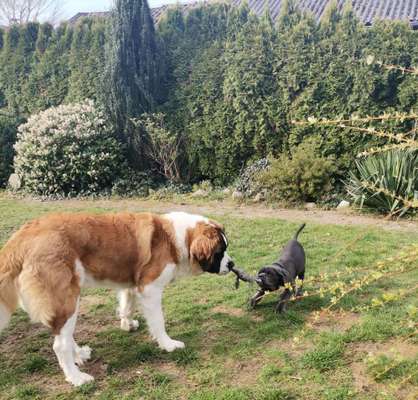 FOTO CHALLENGE 77 - Dein Hund im Spiel-Beitrag-Bild