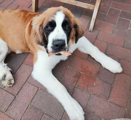 Fotochallenge Guten Appetit! Dein Hund beim futtern-Beitrag-Bild