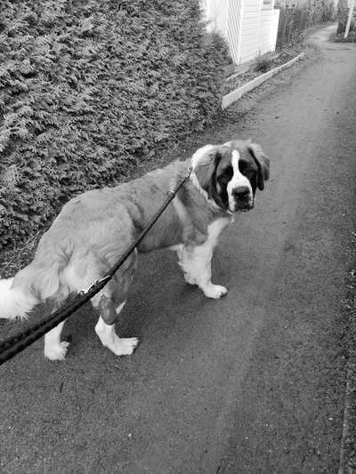 Foto-Challenge 76: Foto in Schwarz-Weiss-Beitrag-Bild