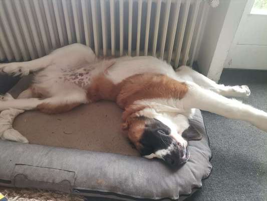 Dogorama Photo Challenge - Zeit ins Bett zu gehen-Beitrag-Bild