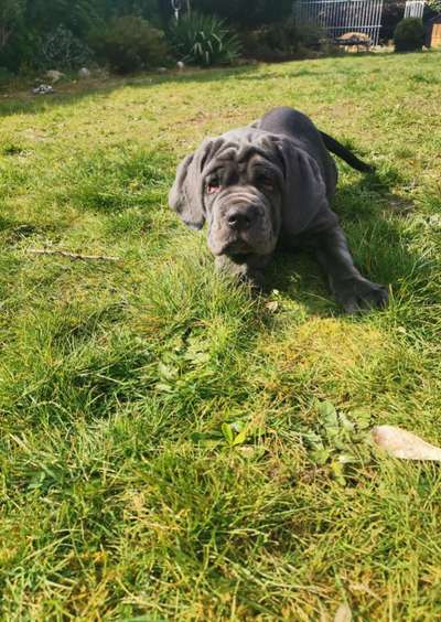 Hunderunde-Beitrag-Bild