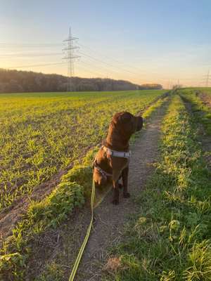 Hundetreffen-Chapo sucht eine Kumpeline zum Spielen☺️-Bild