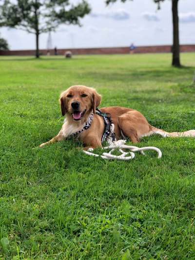 Seltene Rassen!-Beitrag-Bild