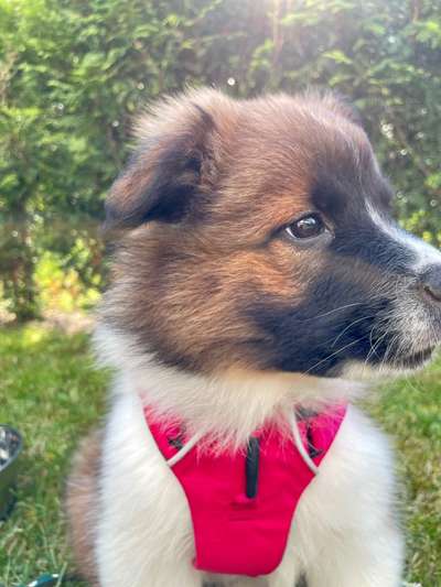 Welpen Bilder !-Beitrag-Bild