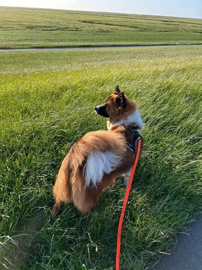 Wie kamst du zu deinem Hund?-Beitrag-Bild