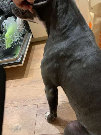 Allergische Reaktion am ganzen Körper-Beitrag-Bild