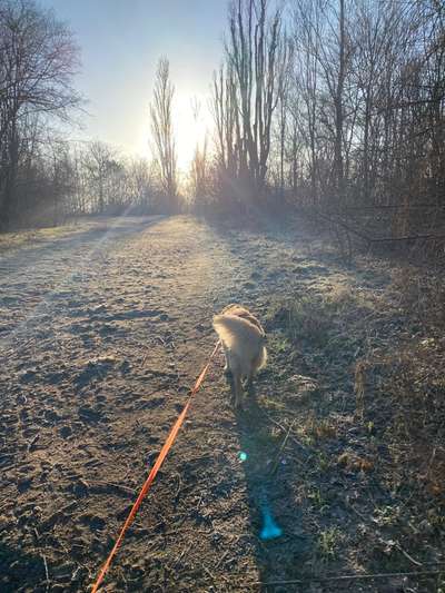 Hundetreffen-Play date with Dora in Prenzlaurberg-Bild