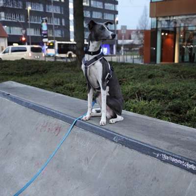 Hundetreffen-🐾 Windhund-Spieltreffen rund um Münster gesucht 🐾-Bild