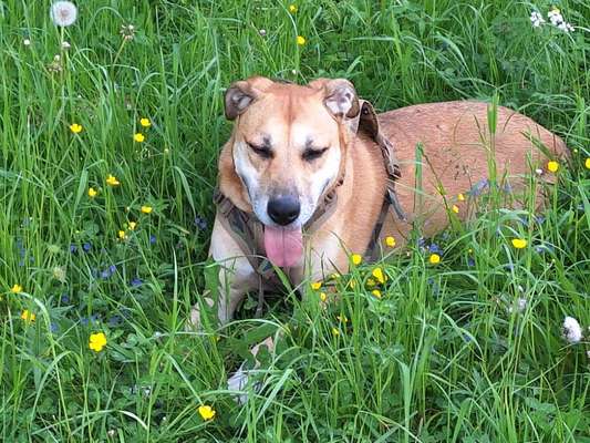 Wie kamst du zu deinem Hund?-Beitrag-Bild