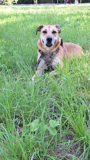 Unsere Fellnasen-Vielfalt im Überblick!-Beitrag-Bild