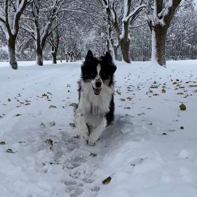 Hundetreffen-Zughundesport-Bild