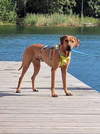 Hundetreffen-Ridgeback sucht Gleichgesinnte Hunde-Bild