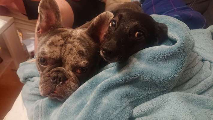 Französische Bulldoggen-Beitrag-Bild