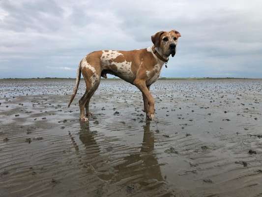 Deutsche Doggen Besitzer zeigt euch-Beitrag-Bild