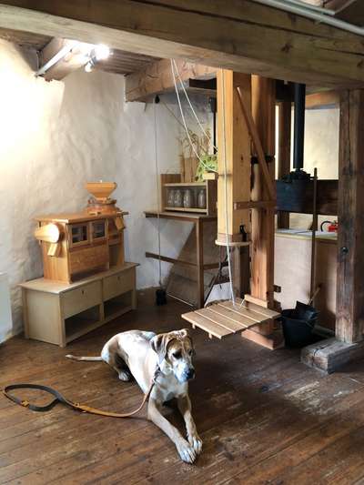 Deutsche Doggen-Beitrag-Bild