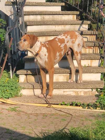 Deutsche Doggen Besitzer zeigt euch-Beitrag-Bild