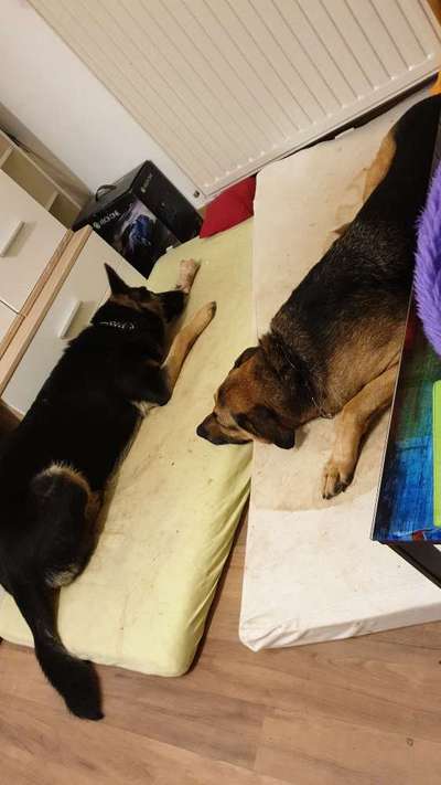 Körbchen / Hundebett-Beitrag-Bild