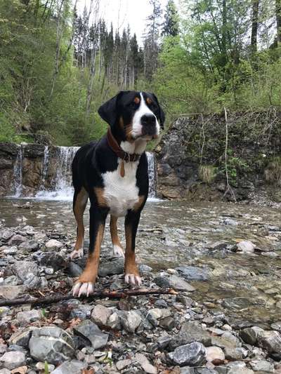 Die Dogorama Kalender Challenge Teil 3/4-Beitrag-Bild