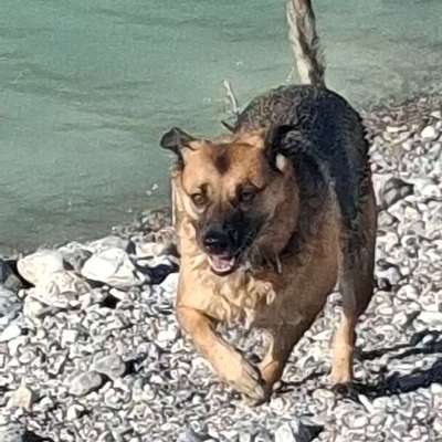 Hundetreffen-Mischling treffen-Bild