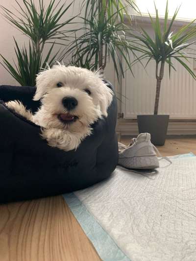 Dogorama Photo Challenge - lustigste Grimasse-Beitrag-Bild