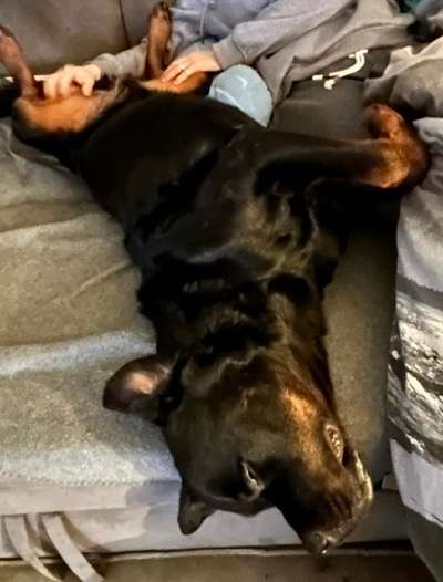 TierschutzhundeStammtisch🐕-Beitrag-Bild