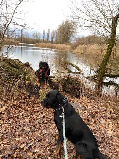 TierschutzhundeStammtisch🐕-Beitrag-Bild