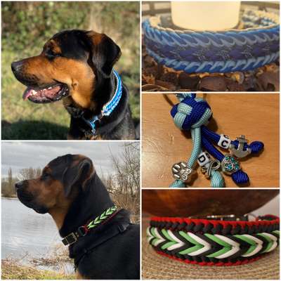 Welches Halsband trägt dein Hund und warum dieses?-Beitrag-Bild