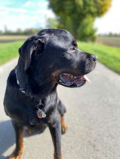 TierschutzhundeStammtisch🐕-Beitrag-Bild