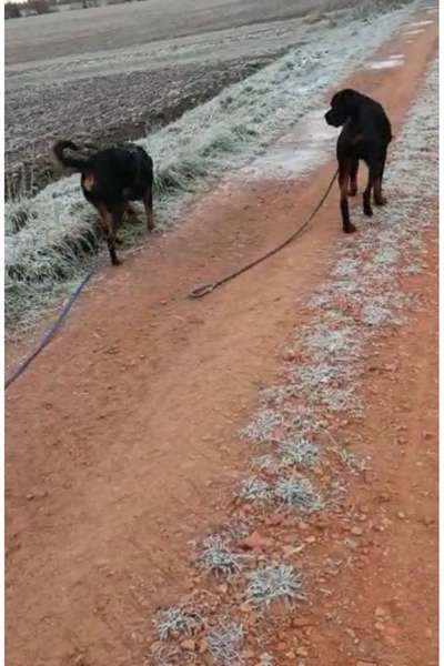 TierschutzhundeStammtisch🐕-Beitrag-Bild