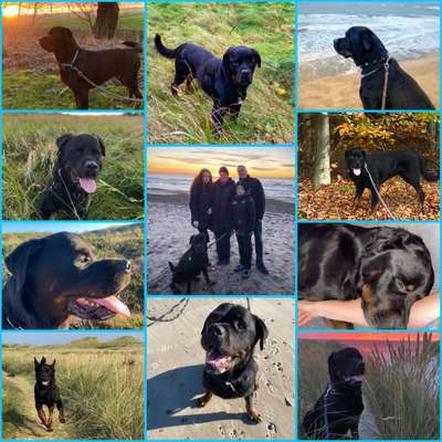 TierschutzhundeStammtisch🐕-Beitrag-Bild