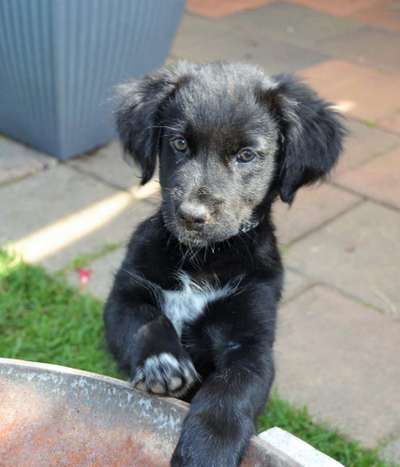 Welpen Bilder !-Beitrag-Bild