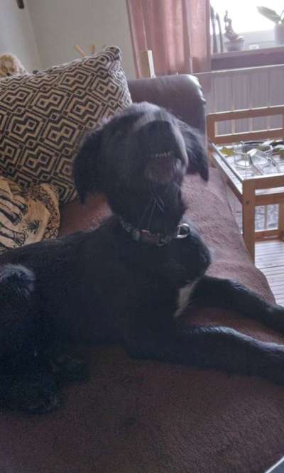 Welpen Bilder !-Beitrag-Bild